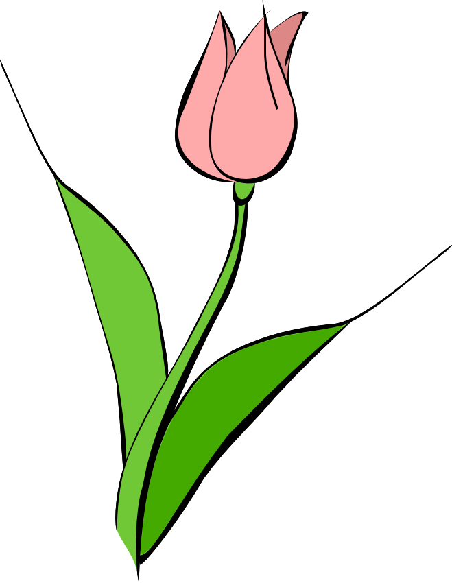 659 X 850 13 - Tulip Clip Art Transparent (659x850), Png Download