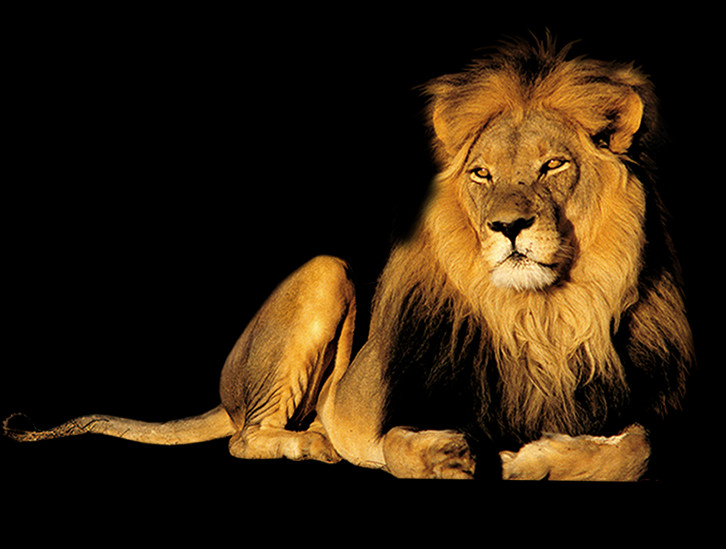 Animais Silvestres Png (726x549), Png Download