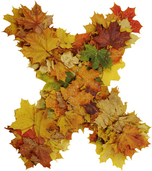 Buy Font To Get Ready For Design - Maple Leaf (595x595), Png Download