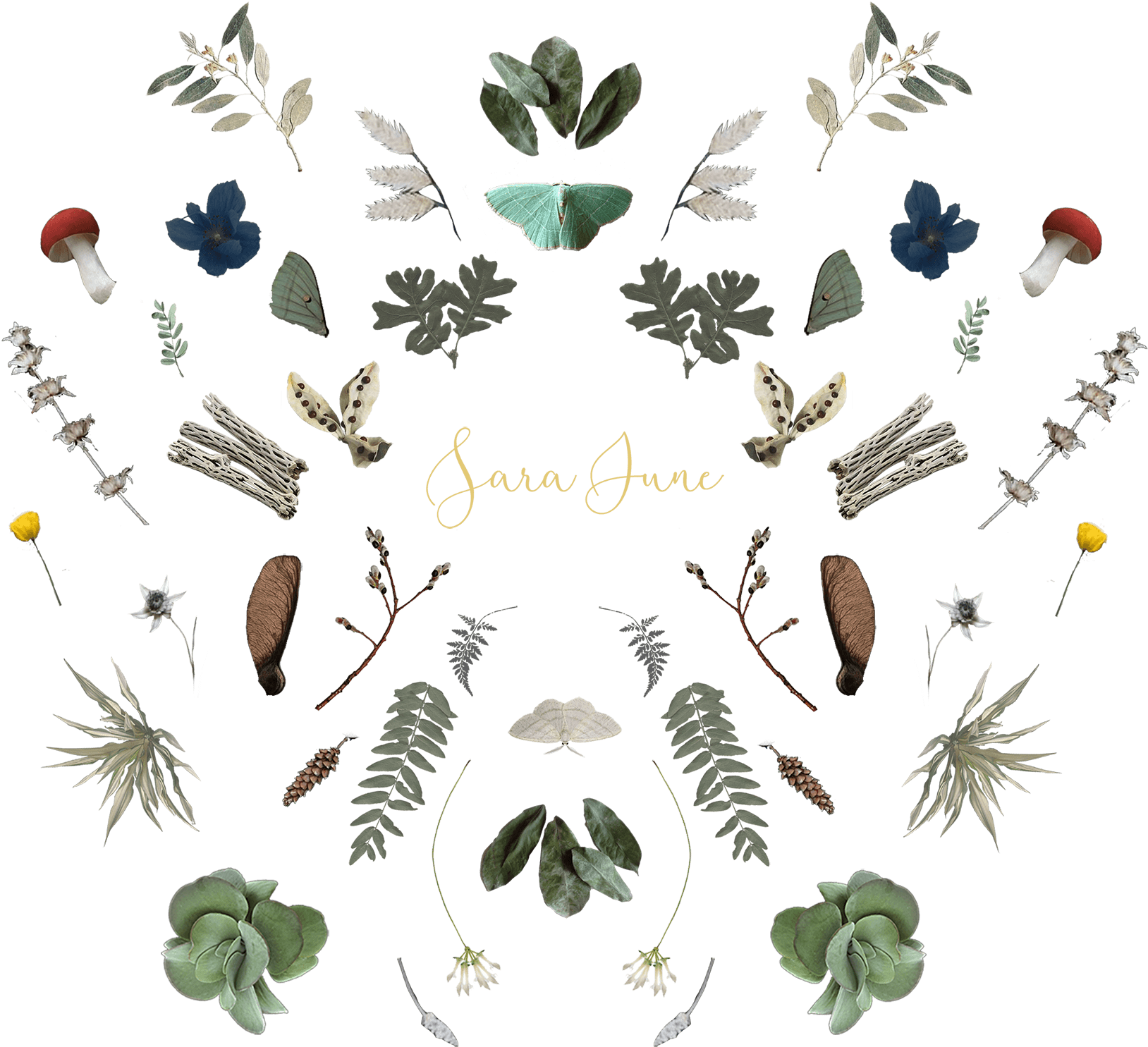 Omg-mushrooms - Insect (2191x1596), Png Download