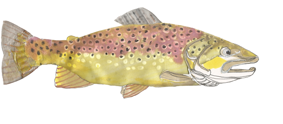 Slider Brown Trout Salmo Trutta - Coastal Cutthroat Trout (1200x300), Png Download