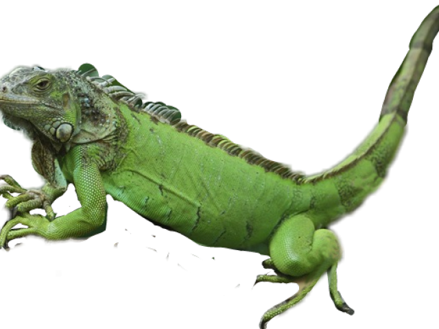 Iguana Clipart Camouflage Animal - Green Iguana (640x480), Png Download