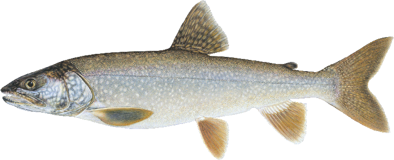 Lake Trout Maine (800x400), Png Download
