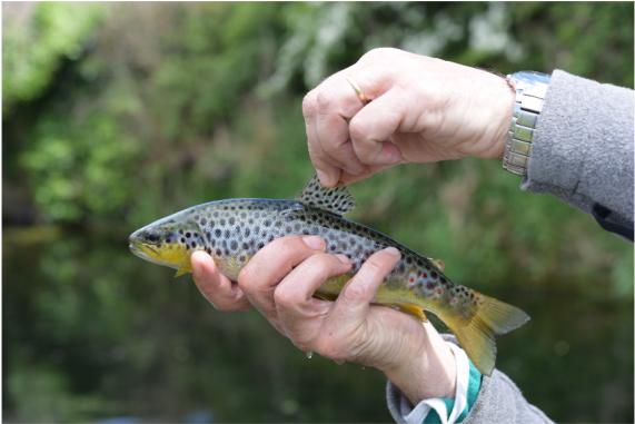 Trout And Salmon Magazine Visit To The Maigue Catchment - Trout (850x400), Png Download