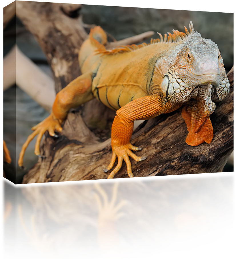 Green Iguana (1024x1024), Png Download