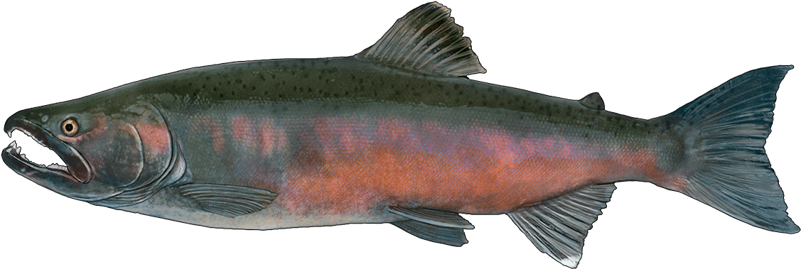 Http - //www - Fishbuoy - Com/images/images/fish Species - Sockeye Salmon (1200x421), Png Download