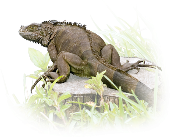 This Region Offers Some Of The Best And Most Easily - Green Iguana (600x586), Png Download