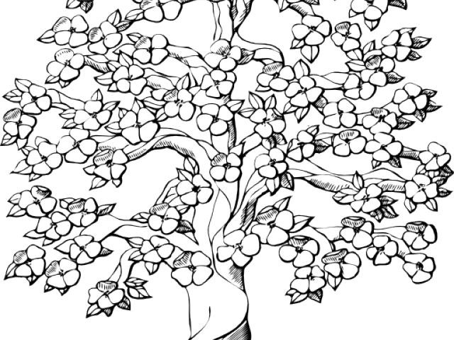 Drawn Roots Tree Outline - Cherry Blossom Tree Drawing Black And White (640x480), Png Download