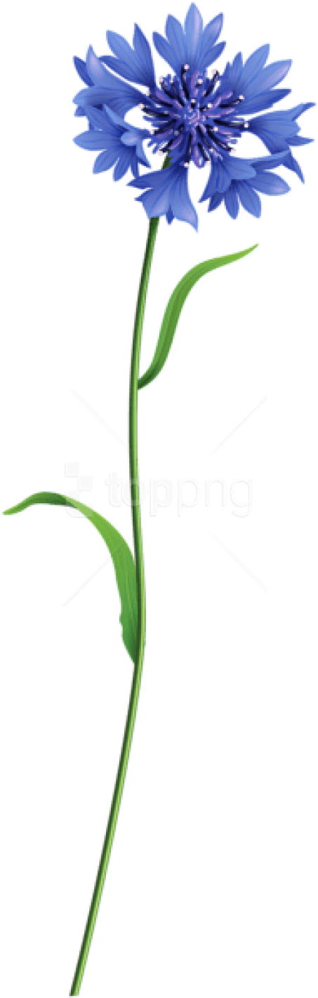 Free Png Download Blue Field Flower Png Images Background - Field Flowers Png Transparent (480x1426), Png Download