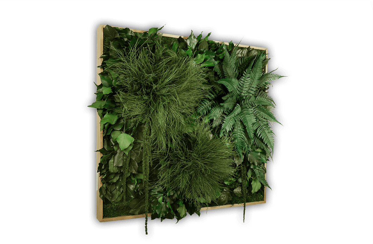 Jungle 80x76cm Oblique - Sabal Palmetto (1200x802), Png Download