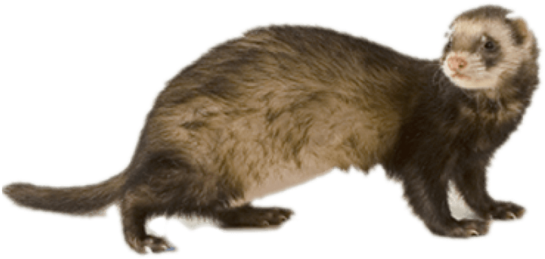 Ferret Png Hd - Ferret Transparent Background (800x472), Png Download