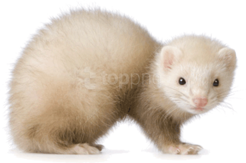 Free Png Images - White Ferrets (851x564), Png Download