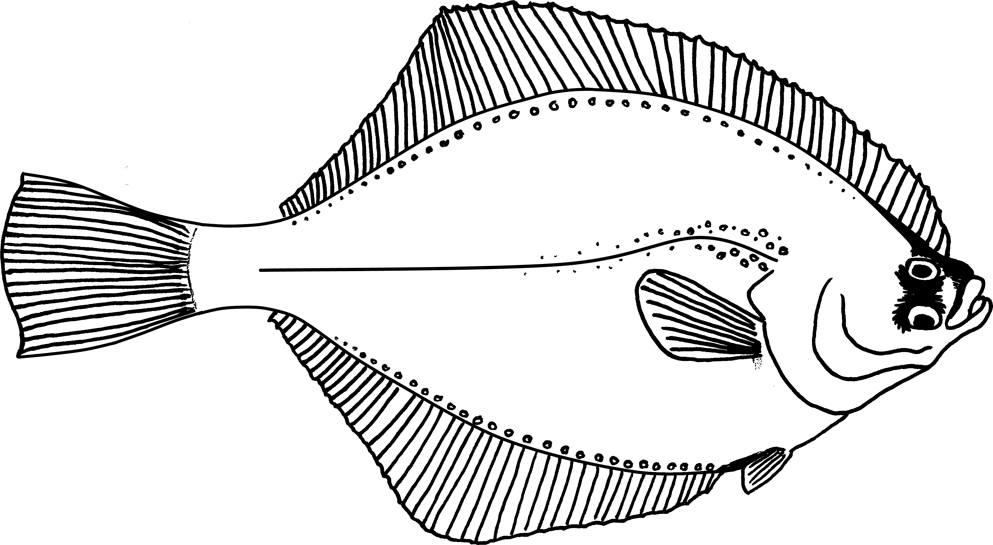 Flounder - Flounder Fish Drawing (4082x2246), Png Download
