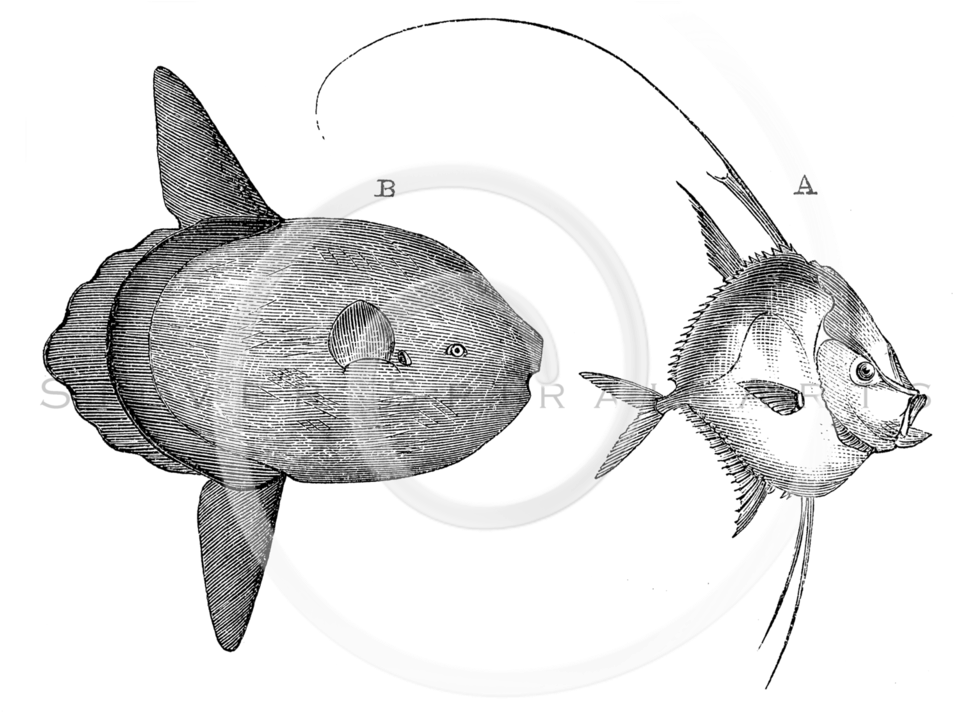 Silver Spiral Arts - 1800s Marine Animal Drawings (1024x714), Png Download