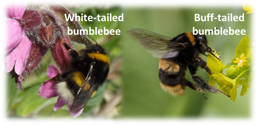 Identify Bumblebee Photos From Other Beewatch Users - Bumblebee (859x413), Png Download