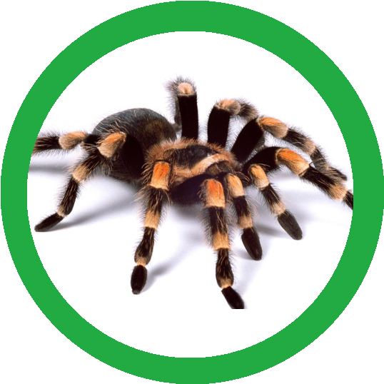 The Tarantula Familiar Of Aust Nailo - Fear Of Spiders (640x640), Png Download