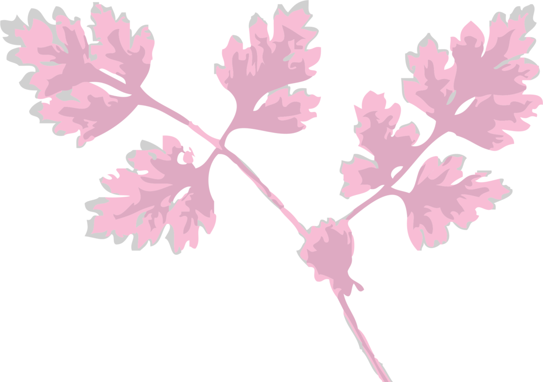 Chervil Leaf Herb Cow Parsley Petal - Folhas Rosa Png (1065x750), Png Download
