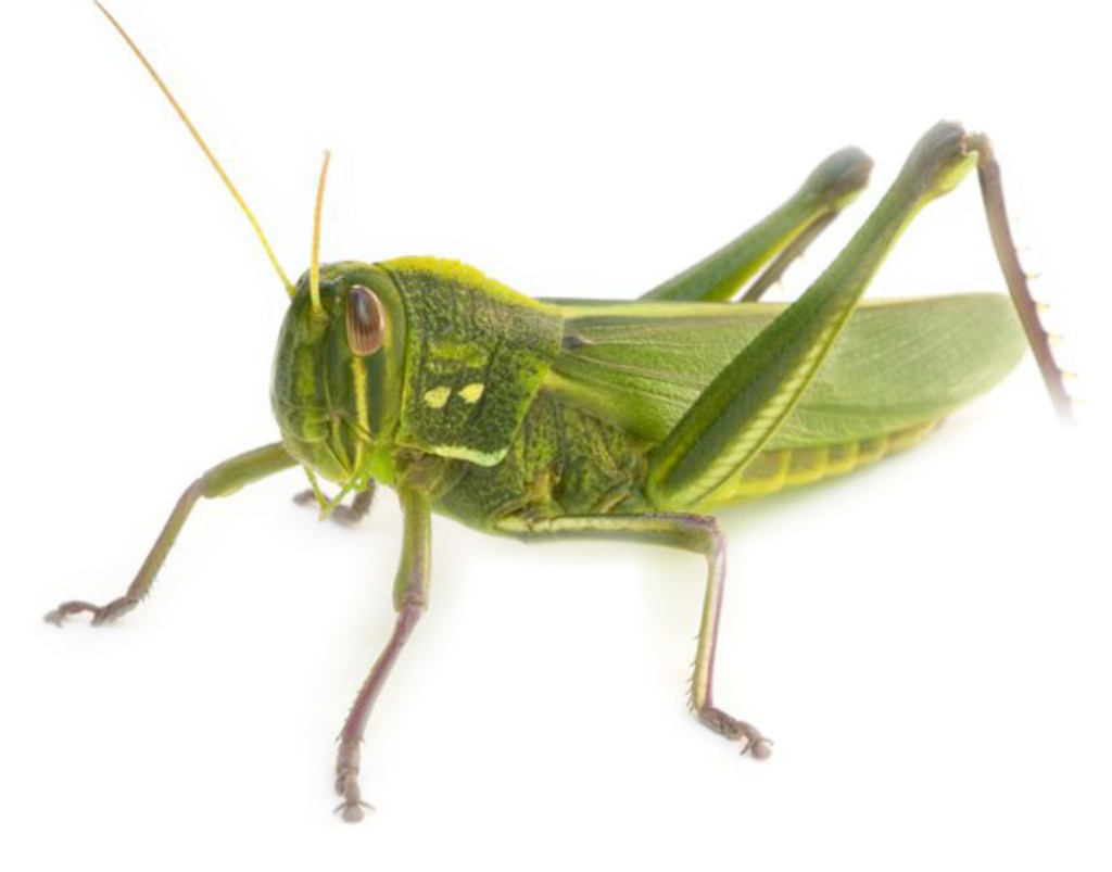 Grasshopper Number Of Legs (1024x803), Png Download