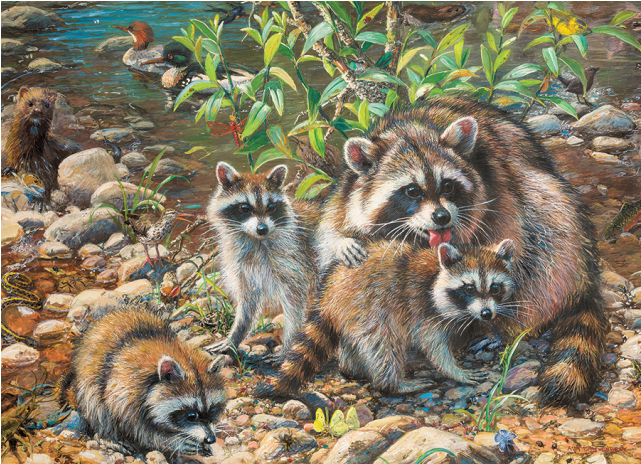 Family Pieces Puzzle - Family Of The Raccoon (640x640), Png Download