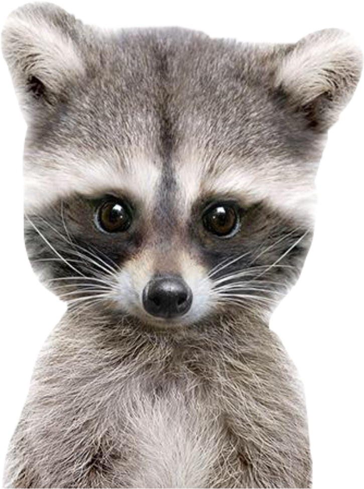 Racoon Sticker - Racoon Good Morning (1024x1024), Png Download