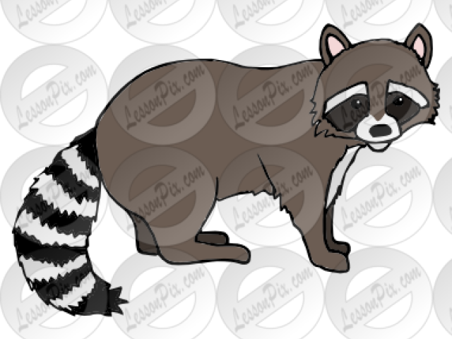 Racoon Clipart - Portable Network Graphics (640x480), Png Download
