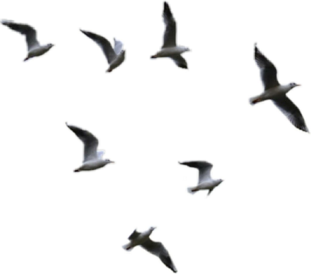 Seagulls Sticker - Transparent Fly Bird Png (1024x902), Png Download