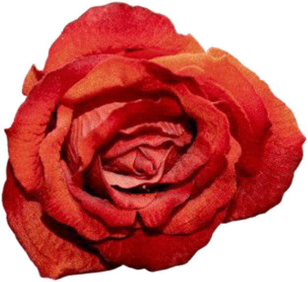 Pngs For Moodboards Pngs - Garden Roses (711x700), Png Download