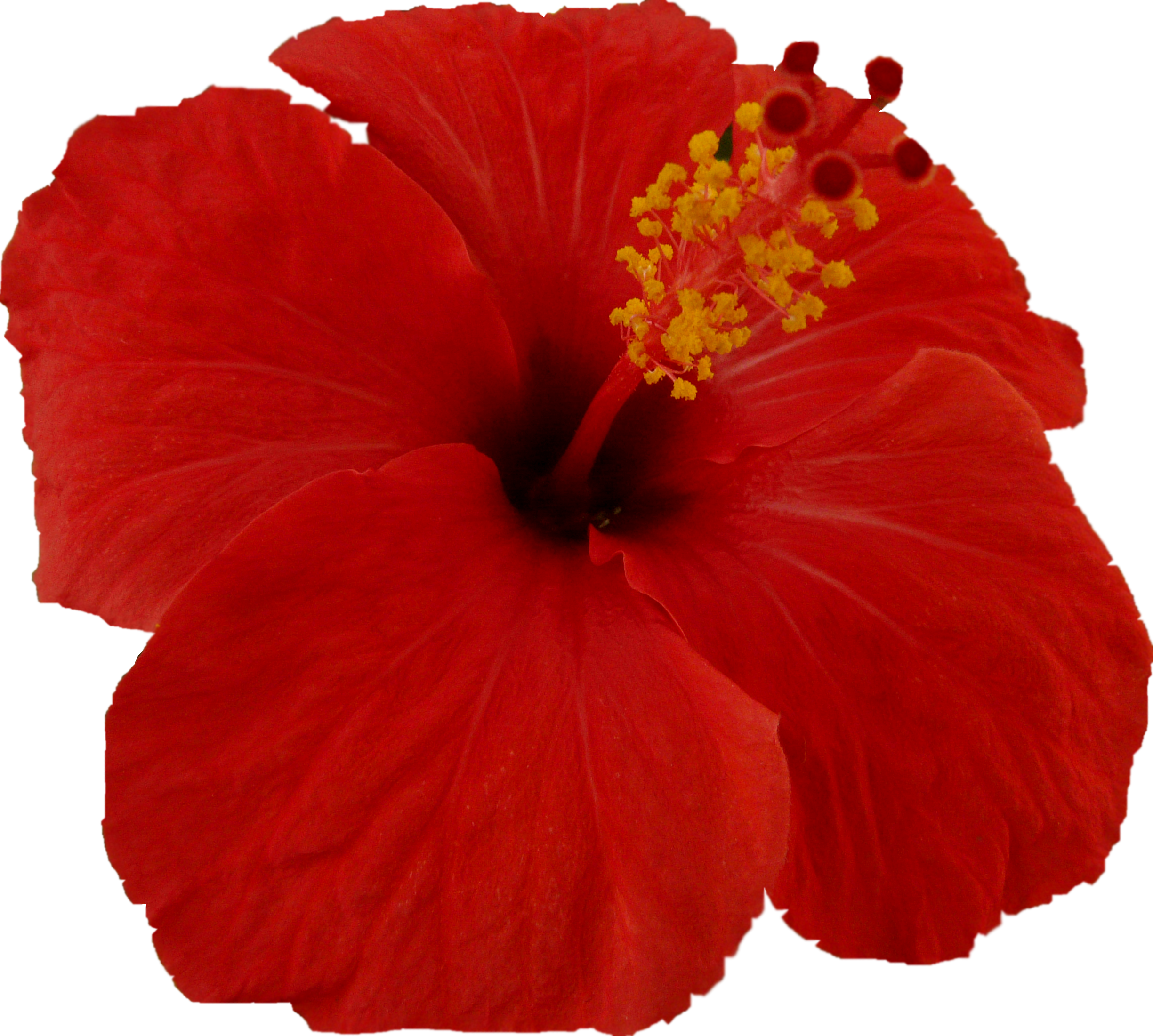 Flor (2449x2201), Png Download