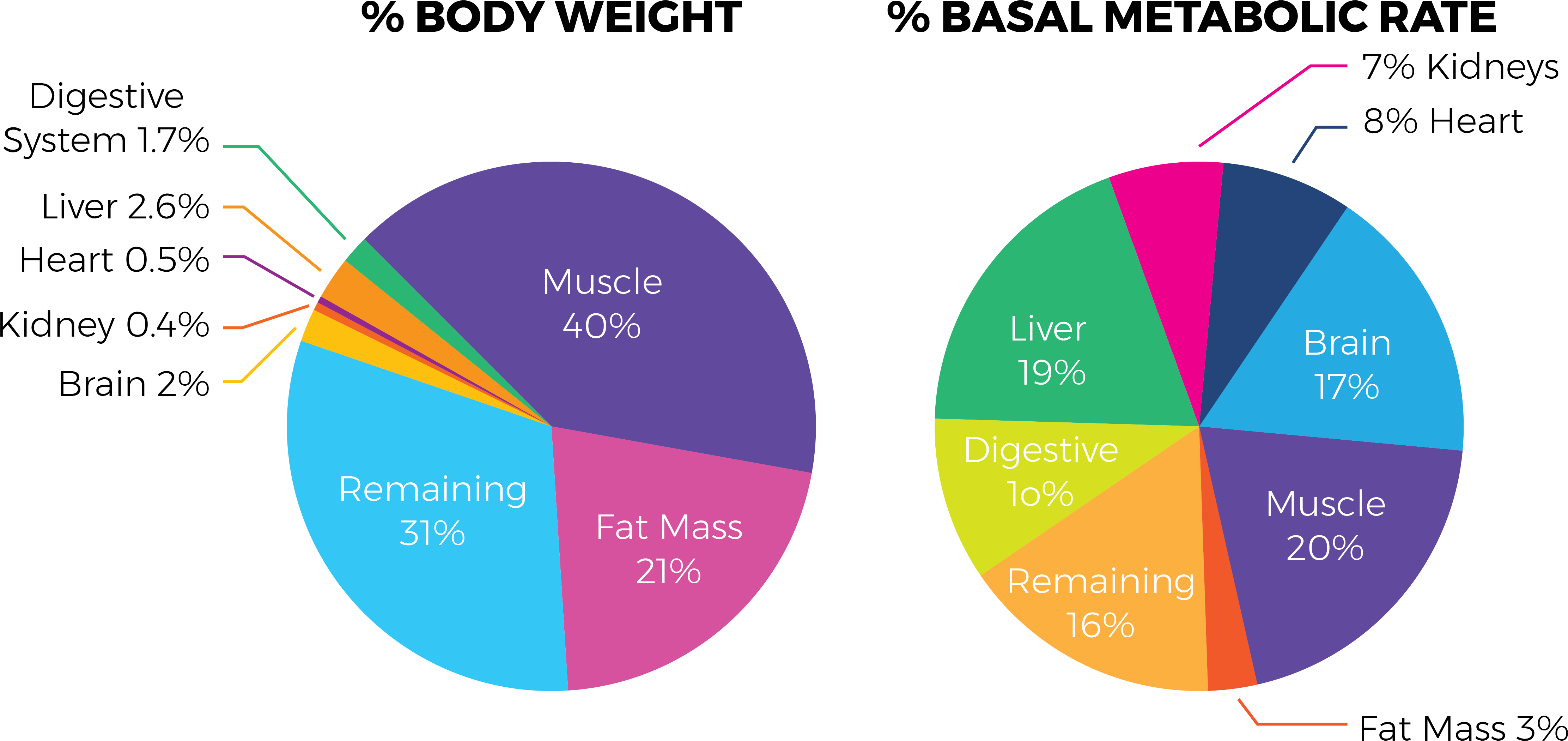 Muscle Mass Percentage And Metabolism - Gift Of Sight (5001x2384), Png Download