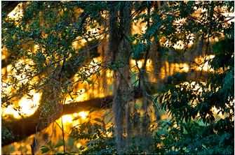 Spanish Moss Hanging From Branches Of Wall Art - Photographic Print: Spanish Moss Hanging From The Branches (350x350), Png Download
