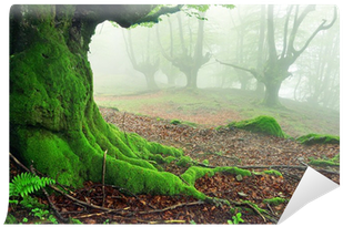 Closeup Of Tree Roots With Moss On Forest Wall Mural - Grass (400x400), Png Download