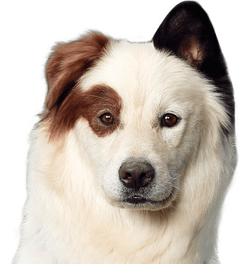 Stan - Dog Head Png (527x527), Png Download