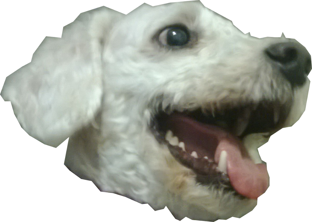 Dog Head Png - Companion Dog (1000x710), Png Download