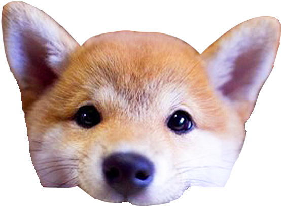 Shiba Dog's Head Messages Sticker-10 - Cute Akita Inu Puppies (618x618), Png Download
