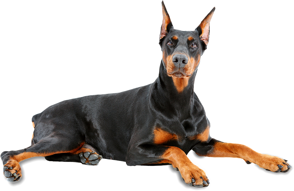 Doberman Pinscher - Doberman Pinscher. Doberman Pinscher Complete Owners (1000x651), Png Download