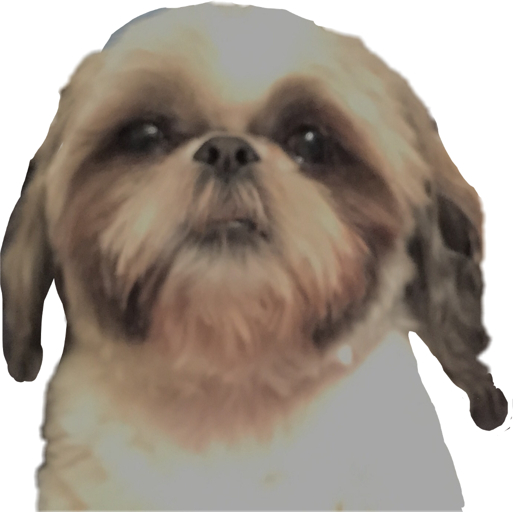 Dog Shihtzu Little Dog Dog Head Shaggy Dog Shaggy Dog - Chinese Imperial Dog (1025x1024), Png Download