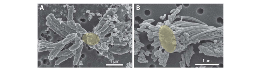 Dreads Produced By Strain Cp-8, With Likely Location - .org (850x239), Png Download