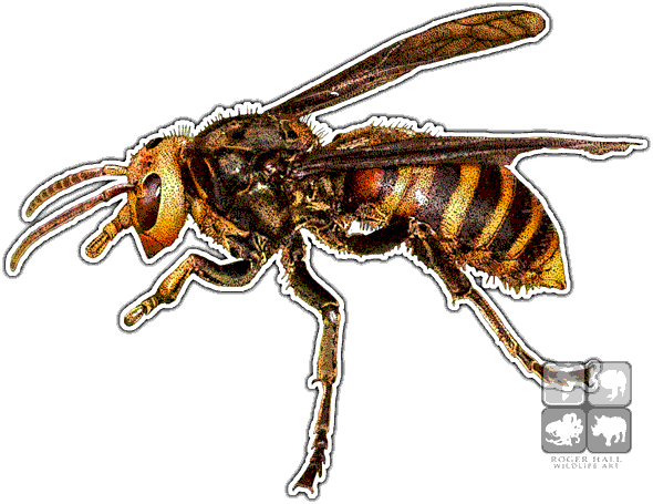 Asian Giant Hornet Decal - Asian Giant Hornet Png (590x455), Png Download