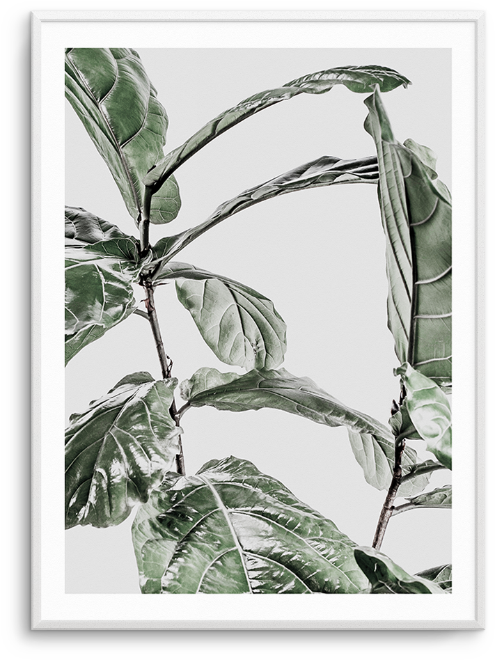Clip Art Freeuse Download Abstract Fiddle Fig I Ficus - Poster (476x600), Png Download