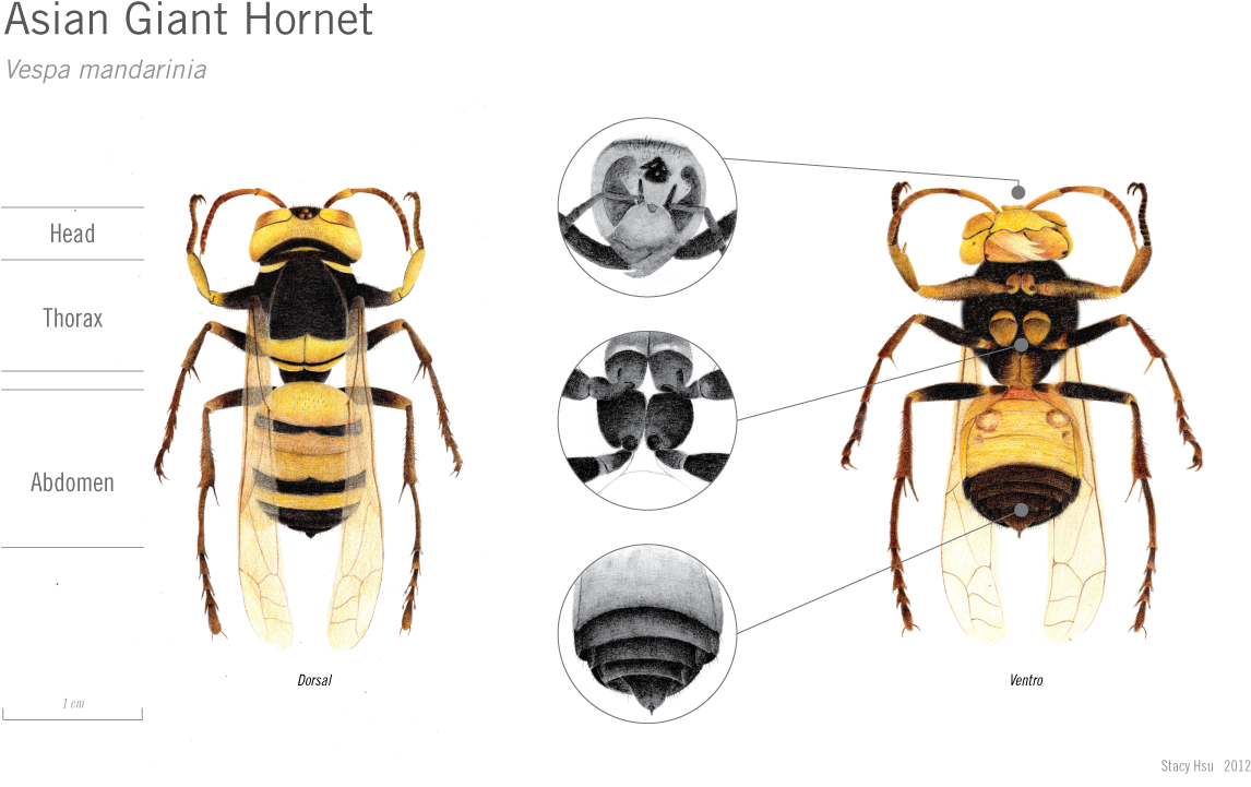 Image - Japanese Giant Hornet Anatomy (1224x792), Png Download