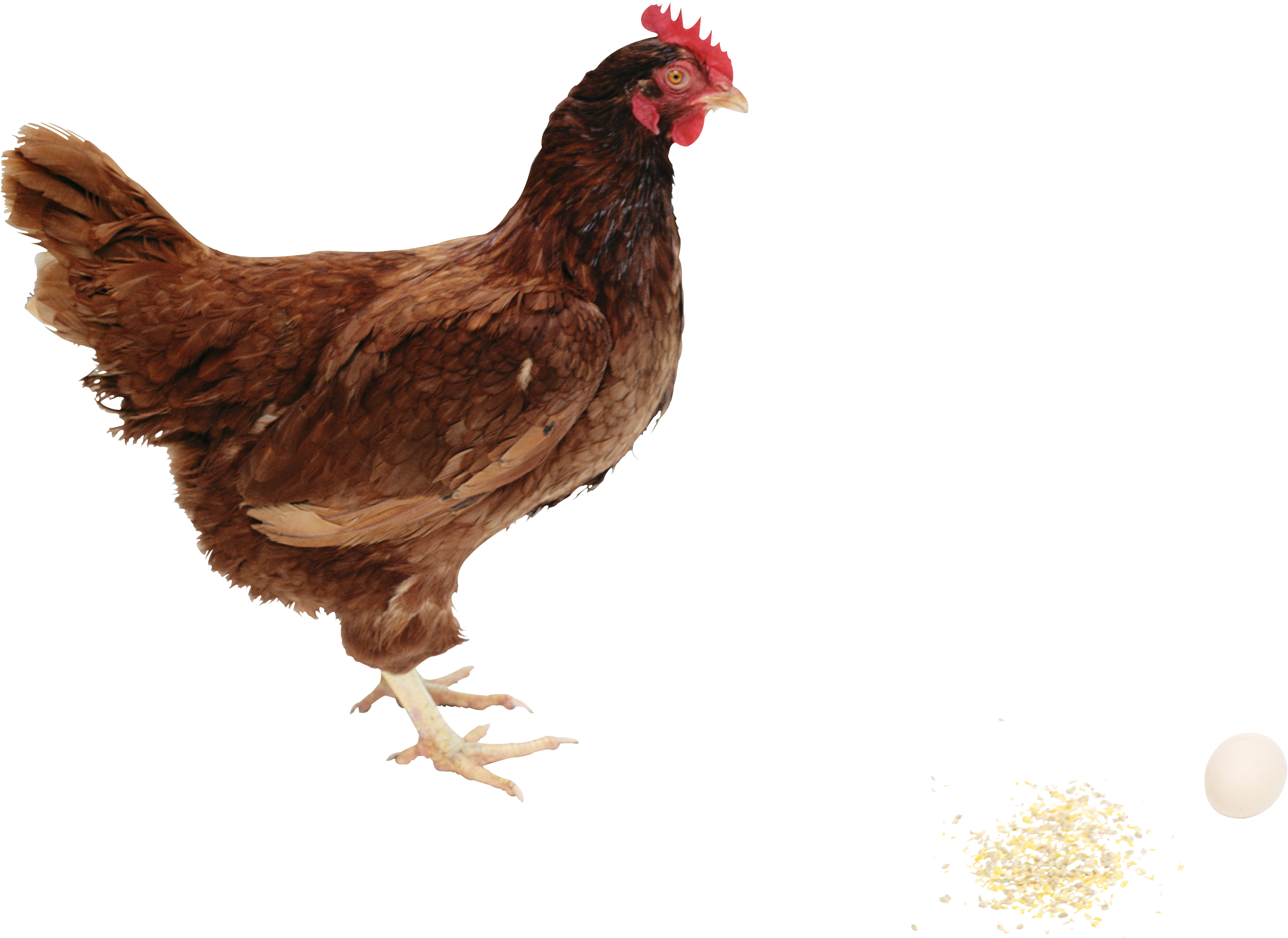 Chicken Clipart Hd Png Images - Hen Png (3567x2796), Png Download