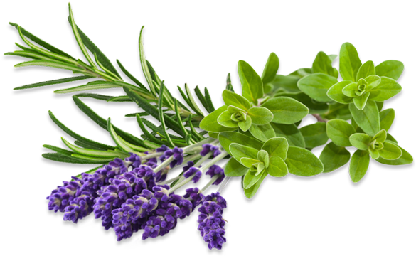 Bild1 - Click And Grow Pflanzensamen Majoran (762x960), Png Download