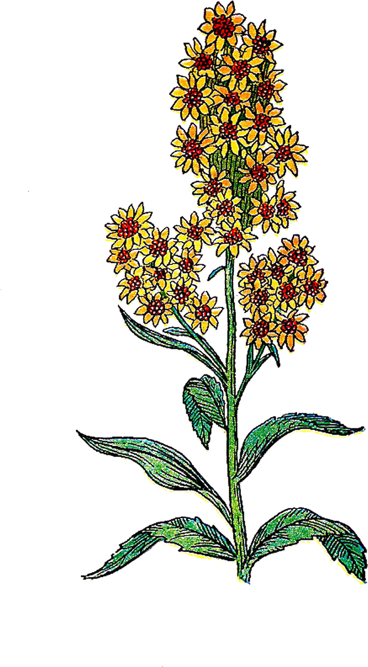 Herb - Art Print: Pop Ink - Csa Images' Yellow Flower, 61x41cm. (900x1518), Png Download