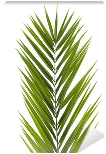 J B Hall - Palmy (400x400), Png Download