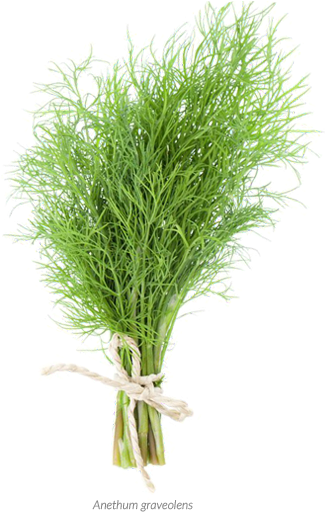Dill - Vegetable (470x519), Png Download