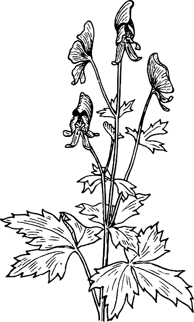 Outline, Tree, Flower, Poison, Leaves, Bush, Herb - Aconite Drawing (386x640), Png Download