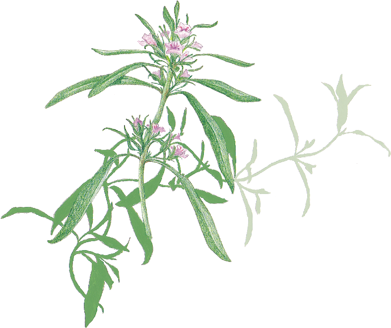 Herb (800x671), Png Download