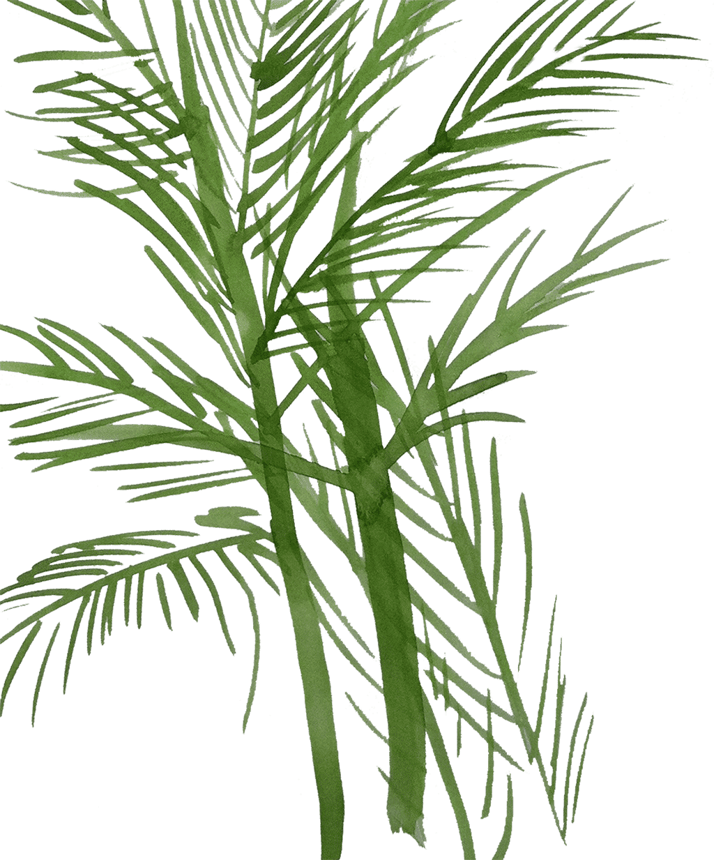Palm Fronds - - Pond Pine (1024x1233), Png Download