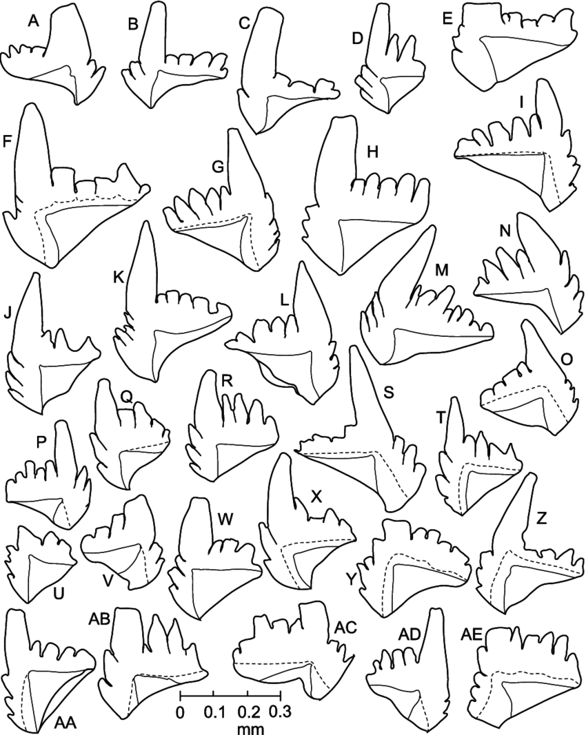 Camera Lucida Drawings Of P Elements Of Microzarkodina - Drawing (850x1067), Png Download
