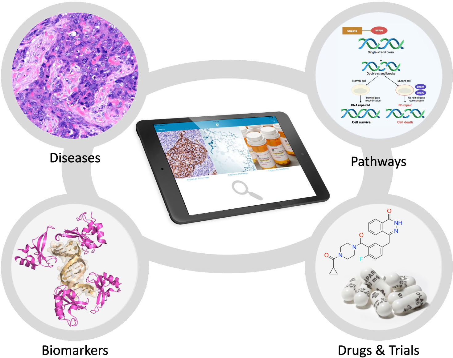 Users "crosswalk" Through Tumor Images, Explanatory - Precision Oncology And Pathologist (1558x1245), Png Download